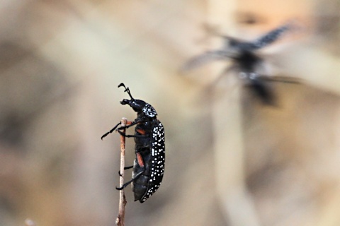 Rhipicera Beetle (Rhipicera sp)